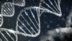 IL DNA