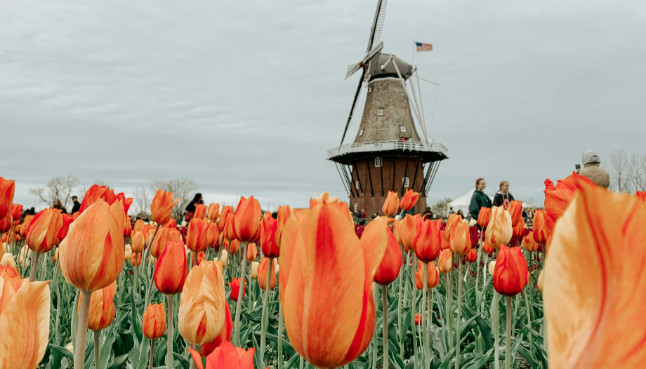 Holanda actualidad